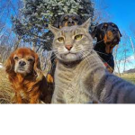 ghost's cat gang