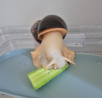Yo, Gurt