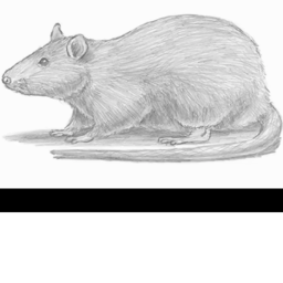 Destroy The Rats Buildings