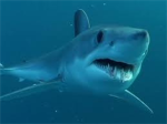 deadly sharks