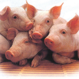 Survive At The Piggy [ Alpha ]