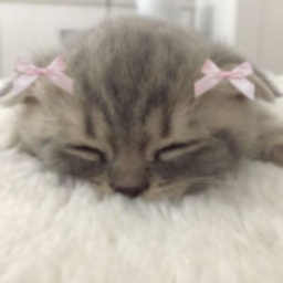 ( ´ ▽ ` )