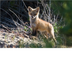 Help Stop Animal Abuse NOW!