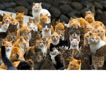 FELINE ARMY!