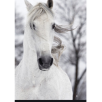 Unicorn club Horse fans