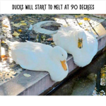 Robux for cheap ppl