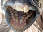 The Fishing ClubTM