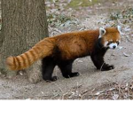 we love red pandas