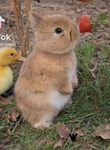 Little strawberry group