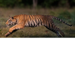 tigermaster500