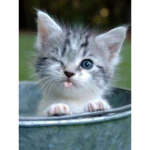 Kitty cat heart