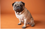 #Team pugs super pugs