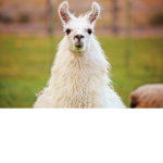 llamaz1243's gang