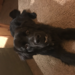 Ollie puppy