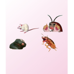 be a rat or a roach