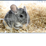 The chinchilla fact group