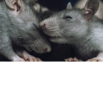 idk rat....