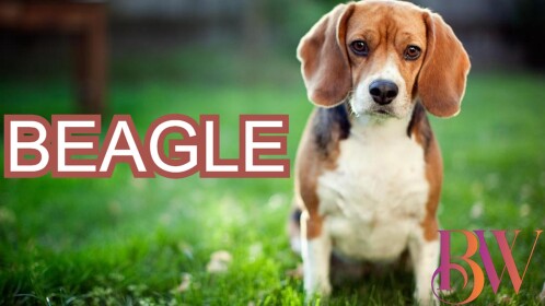 BEAGLE [BROWSER]