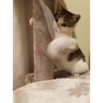 Cats go RAWR