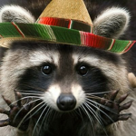 Le Raccoons