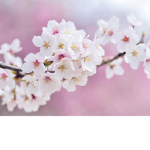 Awesome blossoms is awesome
