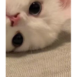 Shenanigans treat