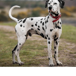 Dalmatian squad!!