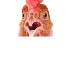chiken and snail gaem