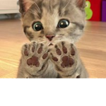 CatNational