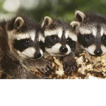 guaxinins lendarios