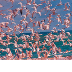 flamingo fam