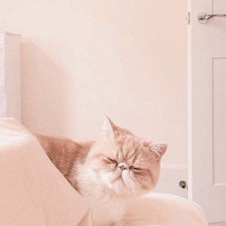 ✨