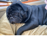 OFFICIAL PUG FAN GROUP