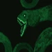 SCP 3000 Foundation site icon