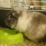 The Great Guinea Pig Empire