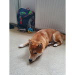 shibainuarmy