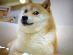 Doge bus