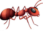Argentine Ants United
