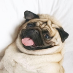 do like pugs