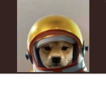 Dogs ground