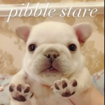 The Pibbles Crew