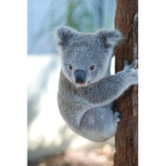 SAVETHEKOALAS