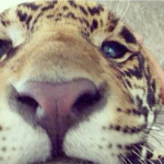 jjaguar.