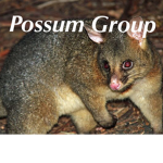 Group Of Possums