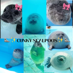 CUTE CHUNKY SEALPOOS