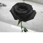 Dark.___.Rose