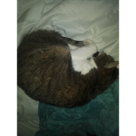 Cats For Life :-D