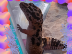 Amazing leopard geckos!