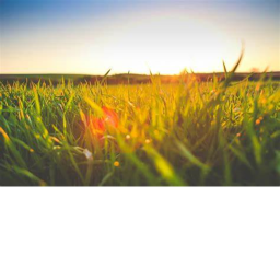 Walk on Grass