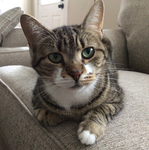 My cat Penny